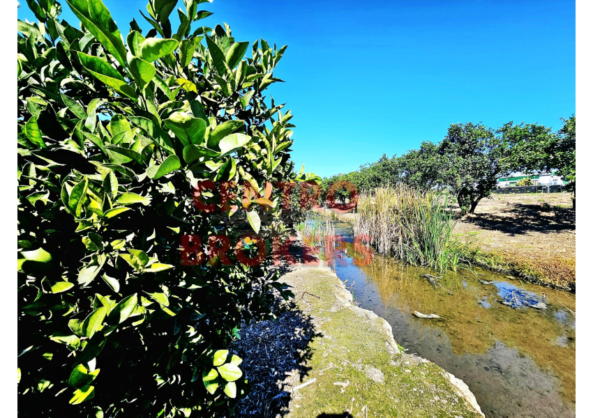 Sad pomarańczowy 2 km od plaży, Walencja